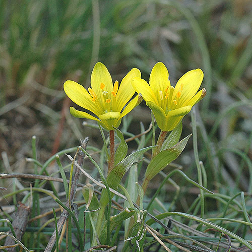 Krivec Křivatec český Gagée Bohéme Early Star-of-Bethlehem Boheemse