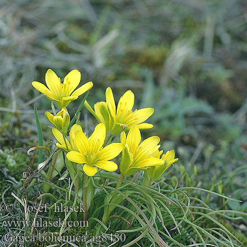 Gagée Bohéme Early Star-of-Bethlehem Boheemse geelster