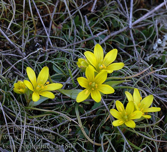 Křivatec český Gagée Bohéme Early Star-of-Bethlehem