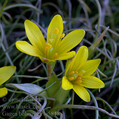 Early Star-of-Bethlehem Boheemse geelster Гусиный лук