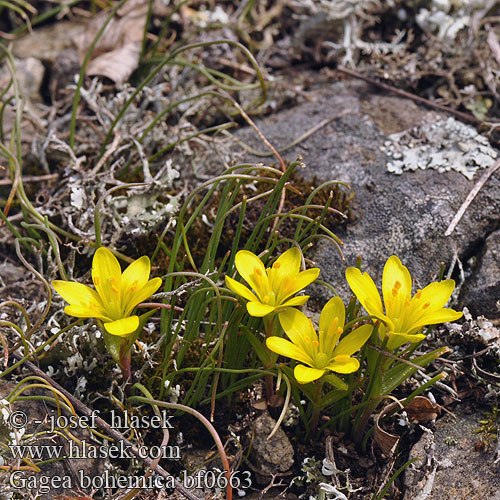 Křivatec český Gagée Bohéme Early Star-of-Bethlehem Boheemse geelster