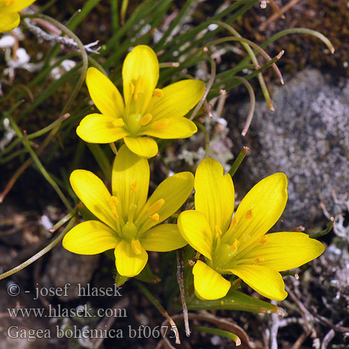 Early Star-of-Bethlehem Boheemse geelster Гусиный лук