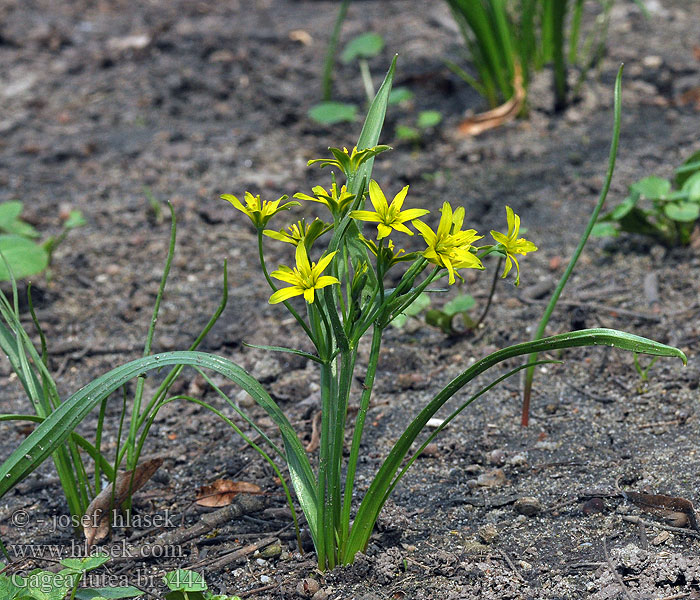 Gagea lutea Křivatec žlutý Yellow Star Bethlehem Wald-Goldstern