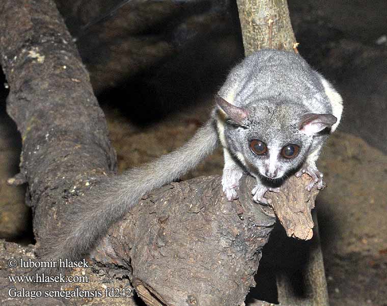 Galago senegalensis fd2428