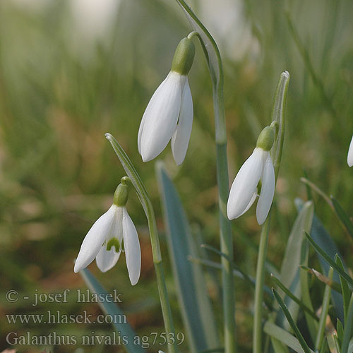 Galanthus nivalis ag7539 DK: Almindelig Vintergæk UK: Snowdrop FR: Perce-neige fy:Snieklokje NL: Gewoon sneeuwklokje lb:Schnéikläckelchen PL: Śnieżyczka przebiśnieg SE: Snödroppe UK: Snowdrop DE: Kleines Schneeglöckchen SK: snežienka jarná CZ: sněženka předjarní