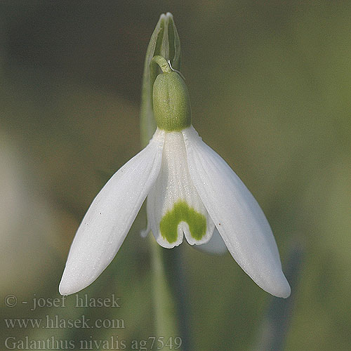 Galanthus nivalis ag7549 DK: Almindelig Vintergæk UK: Snowdrop FR: Perce-neige fy:Snieklokje NL: Gewoon sneeuwklokje lb:Schnéikläckelchen PL: Śnieżyczka przebiśnieg SE: Snödroppe UK: Snowdrop DE: Kleines Schneeglöckchen SK: snežienka jarná CZ: sněženka předjarní