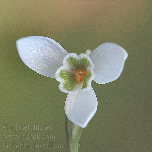 Galanthus nivalis ag7570 DK: Almindelig Vintergæk UK: Snowdrop FR: Perce-neige fy:Snieklokje NL: Gewoon sneeuwklokje lb:Schnéikläckelchen PL: Śnieżyczka przebiśnieg SE: Snödroppe UK: Snowdrop DE: Kleines Schneeglöckchen SK: snežienka jarná CZ: sněženka předjarní