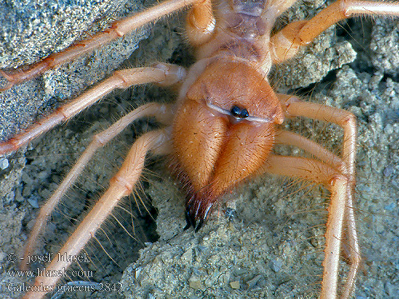 Galeodes graecus Solifuga egejská