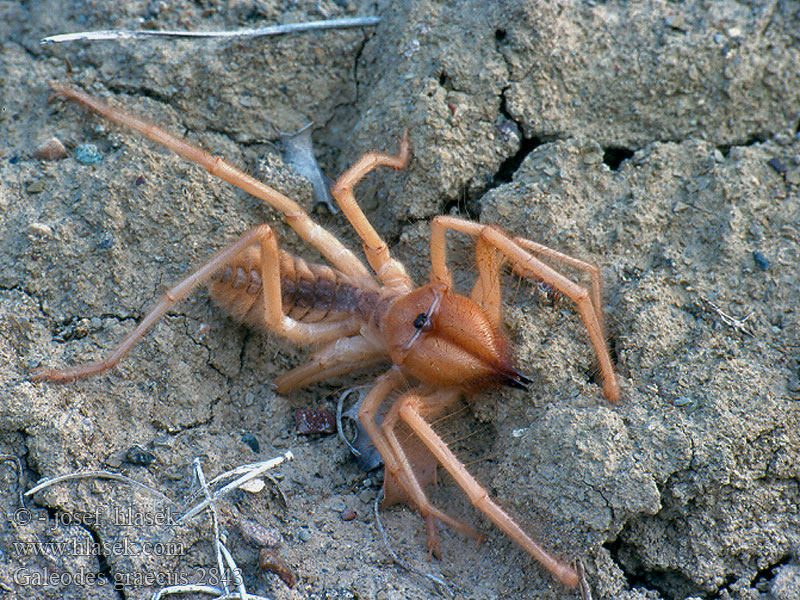 Galeodes graecus Griechische Walzenspinne