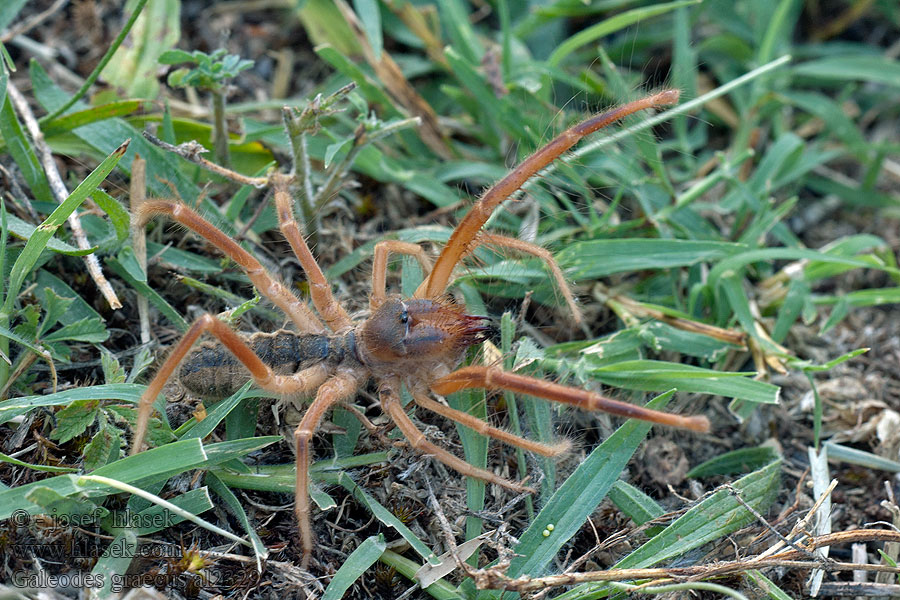 Galeodes graecus Solifuga egejská