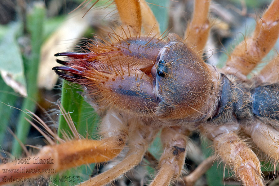 Solifuga egejská Galeodes graecus