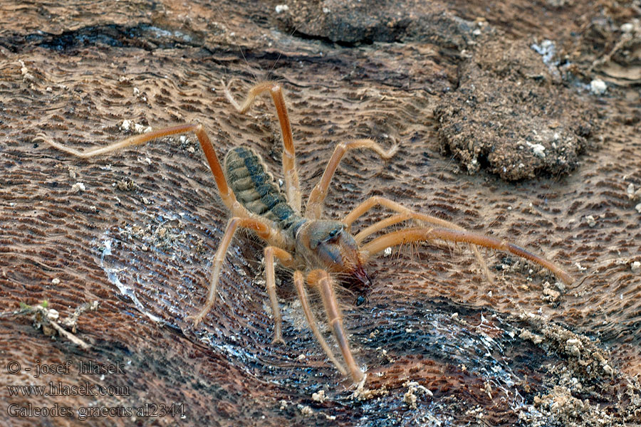 Solifuga egejská Galeodes graecus