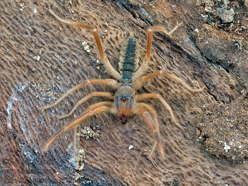 Galeodes graecus