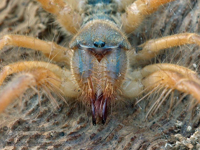 Galeodes graecus