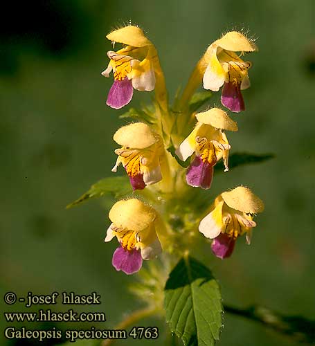 Galeopsis speciosa Large-flowered Hemp-nettle Kirjopillike Kirjava pillike