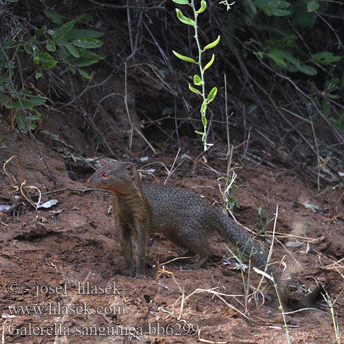 Galerella sanguinea bb6299