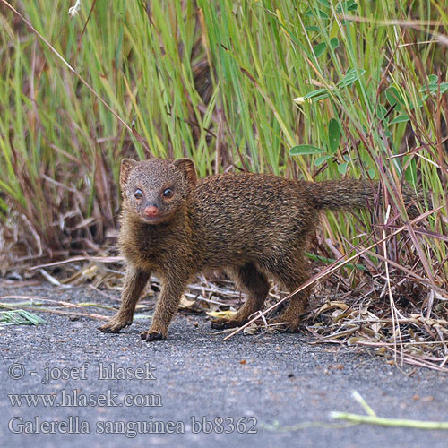 Galerella sanguinea bb8362