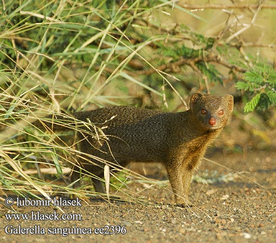 Galerella sanguinea ee2396