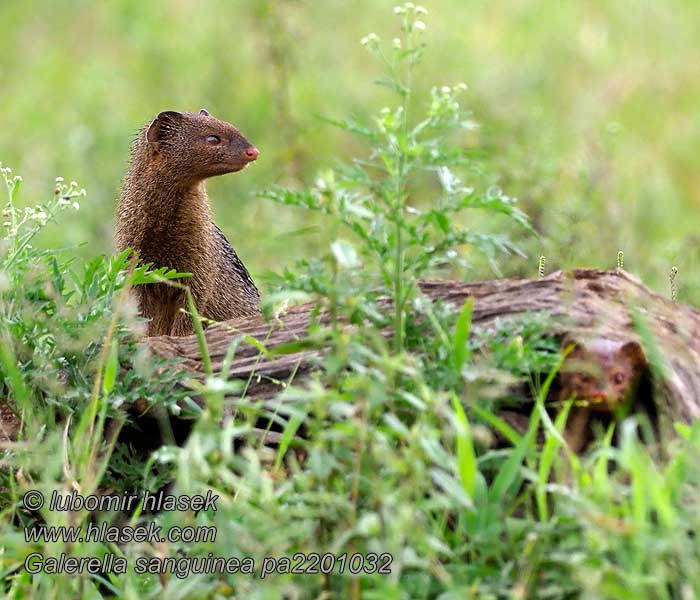 Promyka červená Galerella sanguinea Swartkwasmuishond