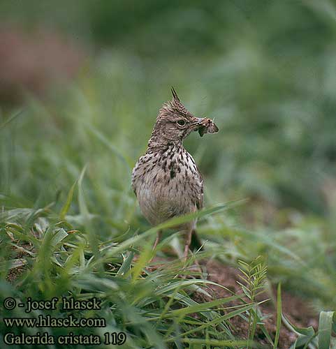 Galerida cristata Crested Lark Haubenlerche