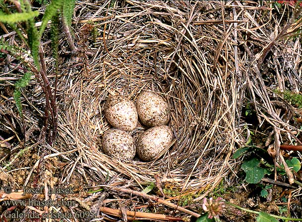 Crested Lark Haubenlerche Cochevis huppé