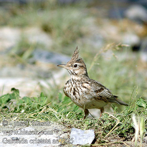 Galerida cristata ae7325