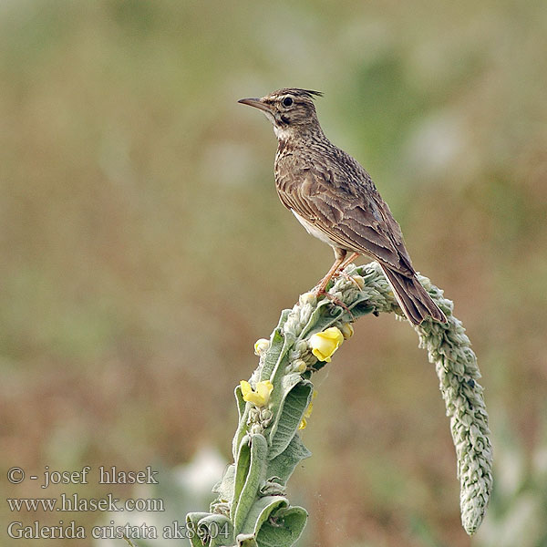 Galerida cristata Crested Lark Haubenlerche