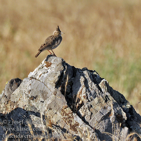 Galerida cristata bg7468