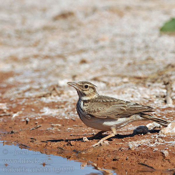 Galerida cristata bg9599