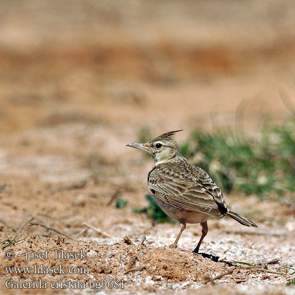 Galerida cristata bg9681