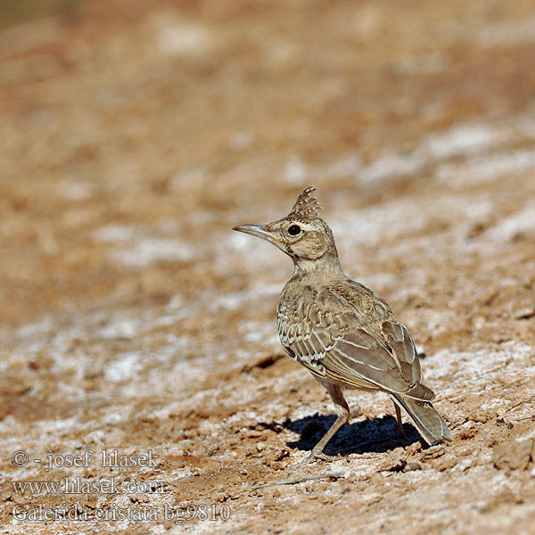 Galerida cristata bg9810