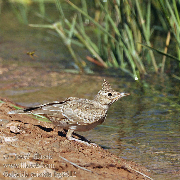 Galerida cristata bg9812