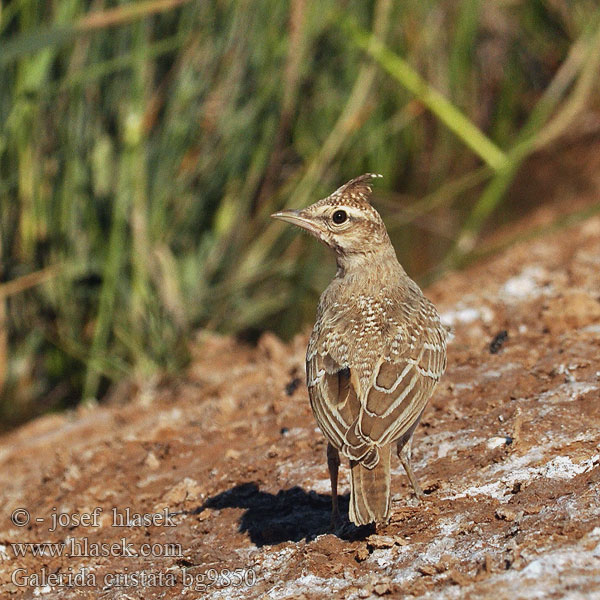 Galerida cristata bg9850