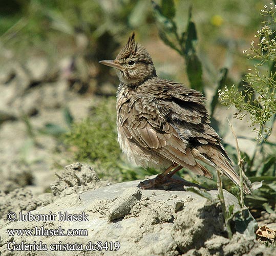 Cappellaccia Topplerke Tofslürka 鳳頭百