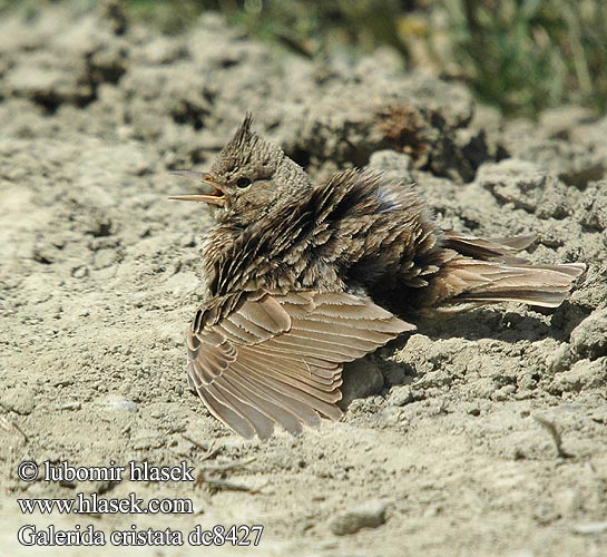 Galerida cristata dc8427