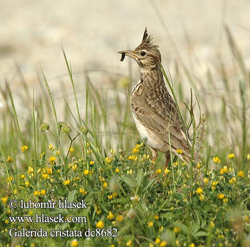 Galerida cristata dc8682