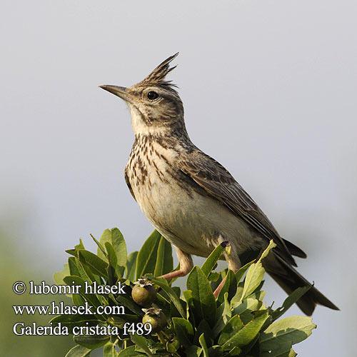 Galerida cristata f0489