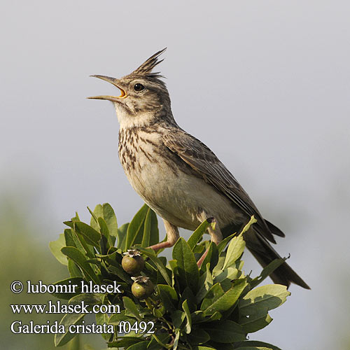 Galerida cristata f0492