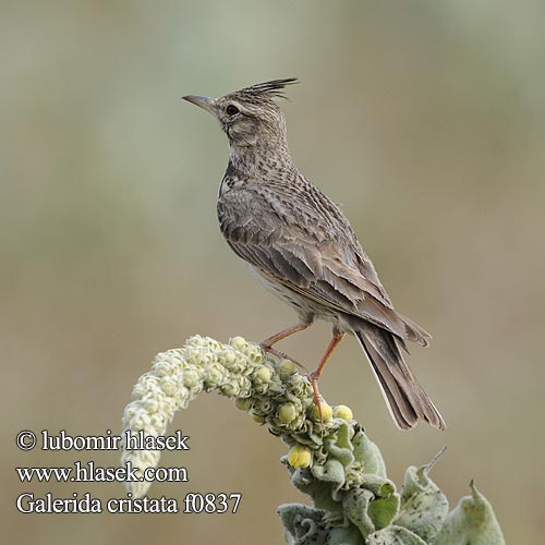 Haubenlerche Cochevis huppé Cagujada Común