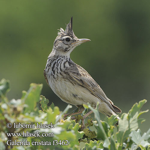 Galerida cristata f3462