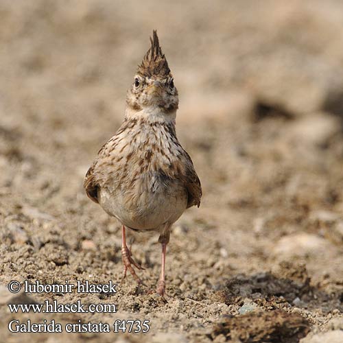 Galerida cristata f4735