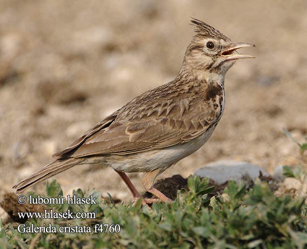 Galerida cristata f4760