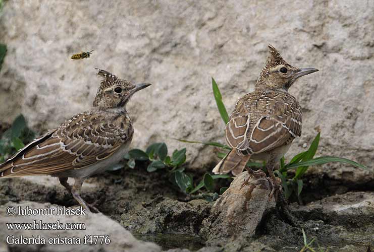 Galerida cristata f4776