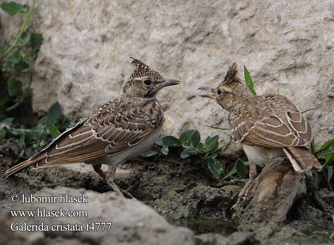 Haubenlerche Cochevis huppé Cagujada Común