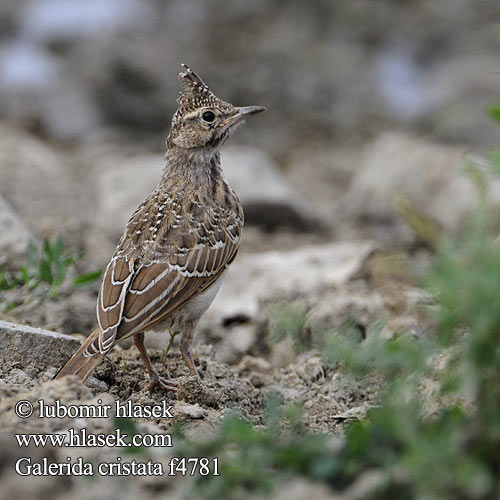 Galerida cristata f4781