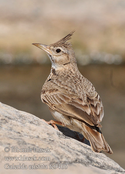 Galerida cristata Crested Lark Haubenlerche