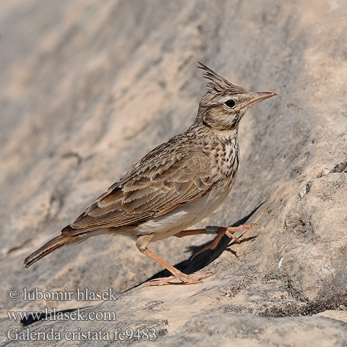 Crested Lark Haubenlerche Cochevis huppé