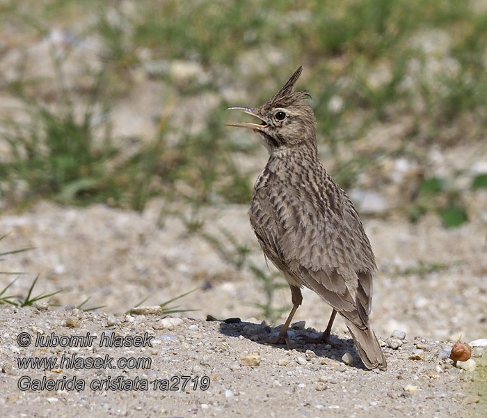 Galerida cristata