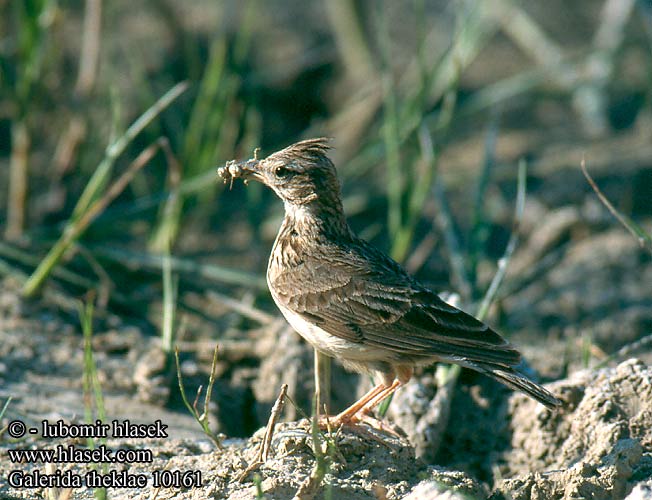 Galerida theklae Thekla Lark Theklalerche Cochevis Thékla