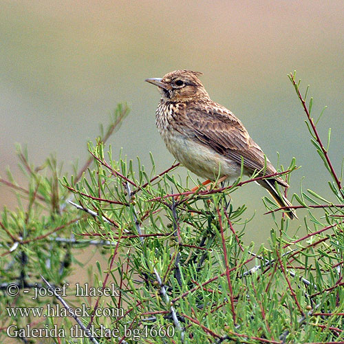 Cappellaccia Theklea Lagerlärka Cotovia-montesina Kivikkotöyhtökiuru